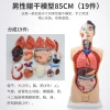 Teaching medicine: Internal organs, cardiac system structure, trunk, human anatomy model, educational, detachable Application Scenario